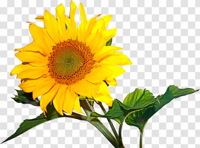 Desktop Wallpaper Common Sunflower Metaphor Animation - Photography Transparent PNG