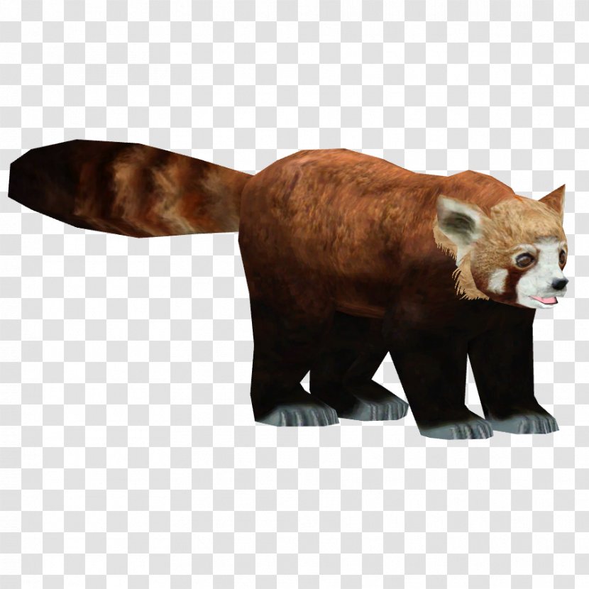 Red Panda Giant Bear Carnivora - Wildlife Transparent PNG