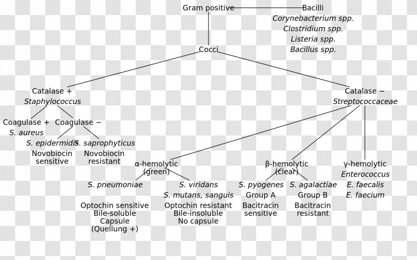 Gram-positive Bacteria Gram Stain Wikimedia Commons Gram-negative - Gramnegative - Streptococcus Agalactiae Transparent PNG