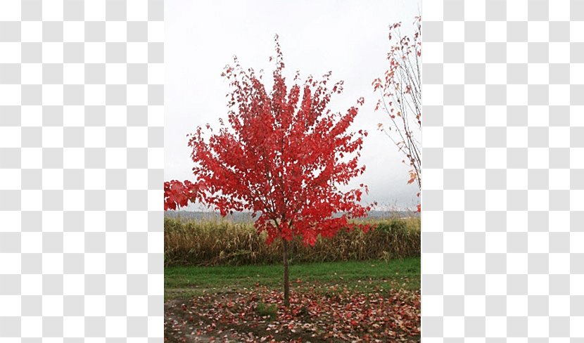 Sugar Maple Shade Tree Shrub Deciduous - Plant - Specimens Transparent PNG