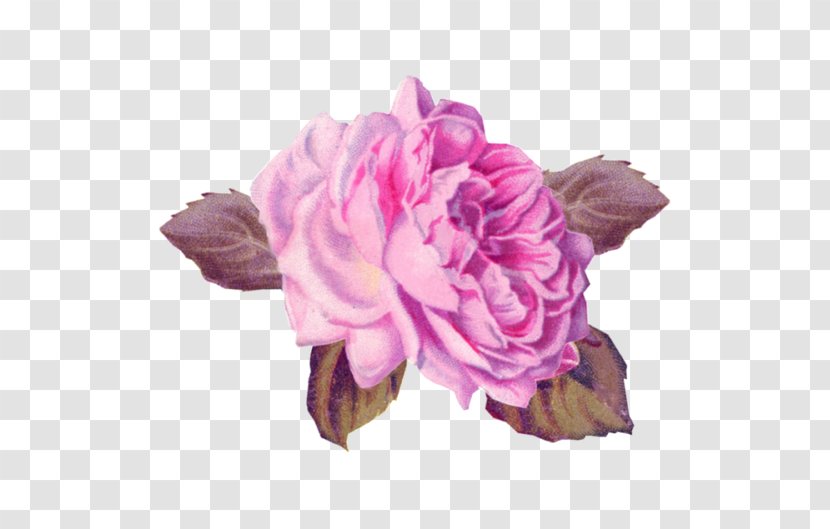 Cabbage Rose Garden Roses Pink Cut Flowers Art - Flower Transparent PNG