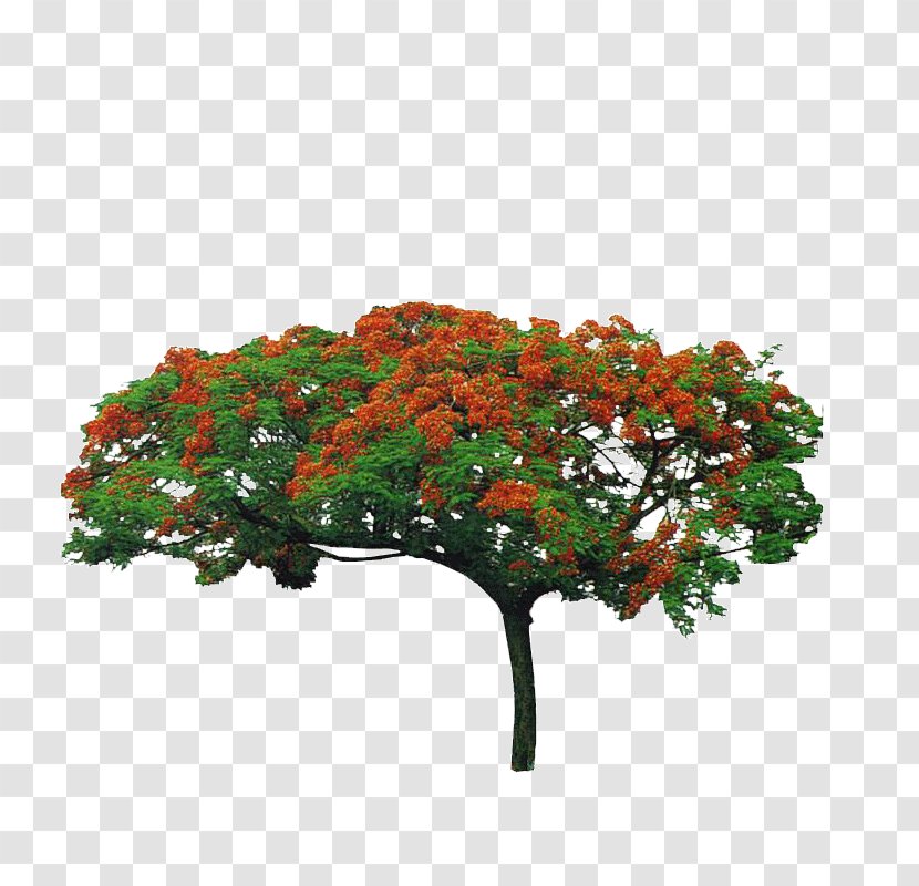 Phoenix Tree - Flowerpot - Natural Resource Transparent PNG