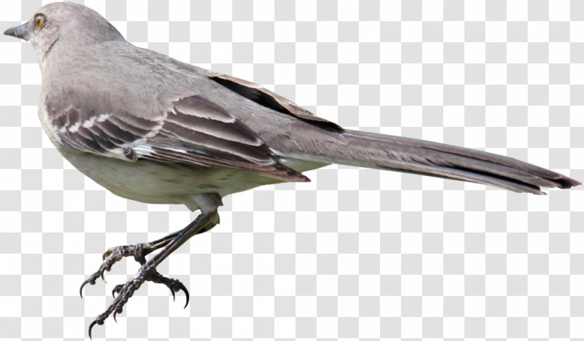 Mockingbird - Digital Image - Bird Transparent PNG