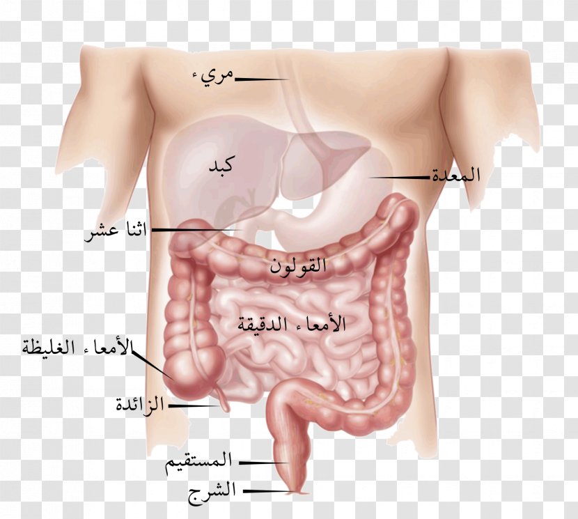 Colorectal Cancer Large Intestine Inflammatory Bowel Disease Irritable Syndrome Gastrointestinal - Watercolor - No Pain Transparent PNG