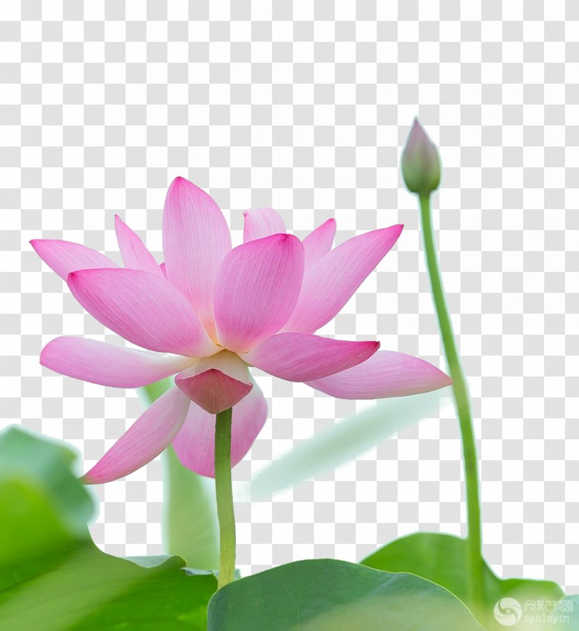 Download Icon - Sacred Lotus - Painted Transparent PNG