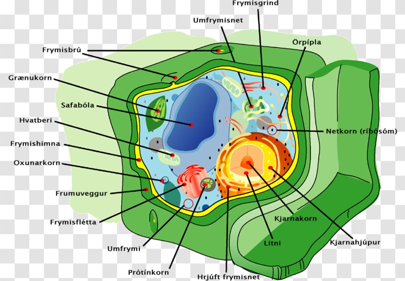 Plant Organelles Cell - Heart - Structure Transparent PNG