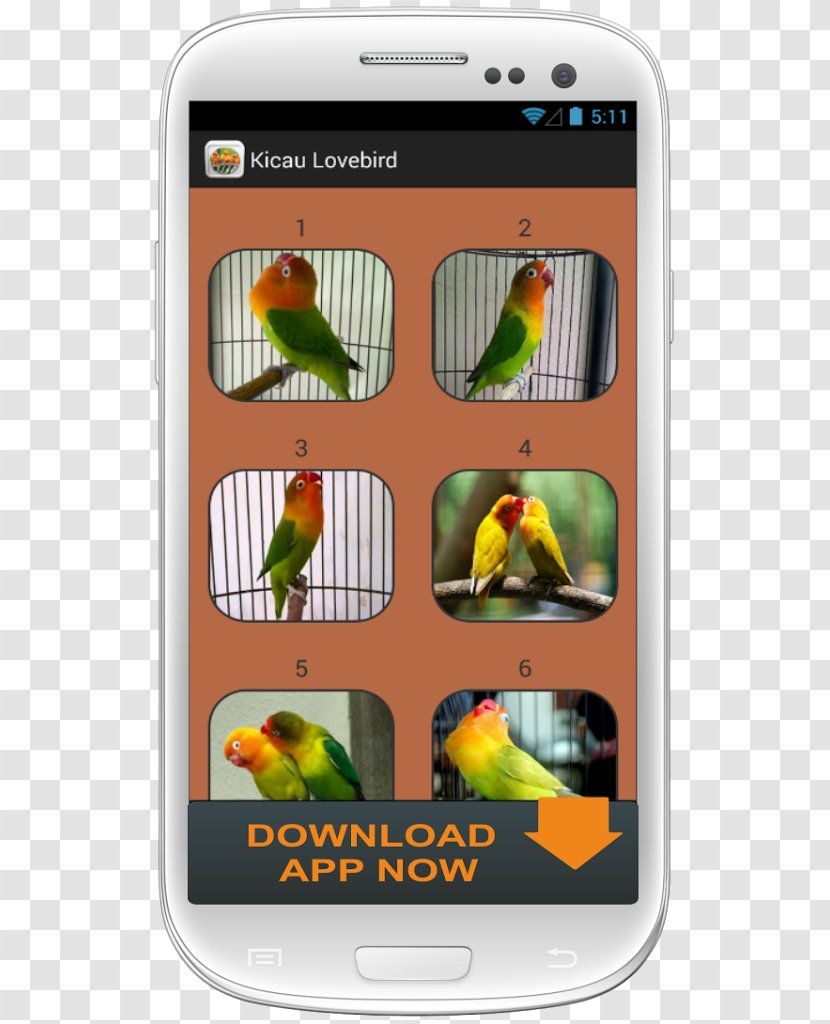 Lovebird Google Play Screenshot - Yellow - Bird Transparent PNG