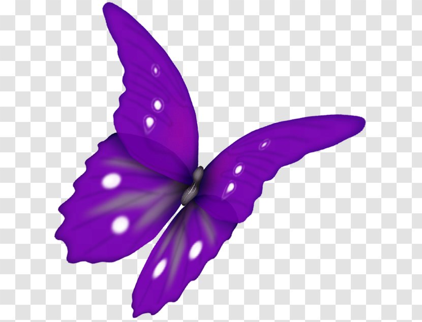 Butterfly Papillon Dog Clip Art - Violet Transparent PNG