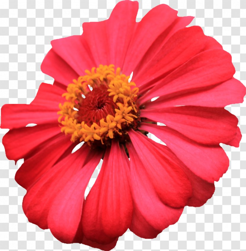 Flower Zinnia Clip Art - Pink - Red Transparent PNG