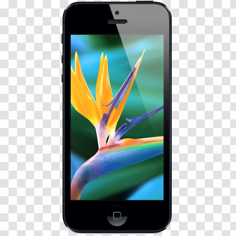 IPhone 5s 4S 5c - Iphone 5 - Apple Transparent PNG