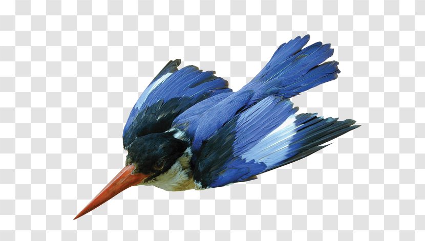 Bird Logo - Halcyon - Wing Songbird Transparent PNG