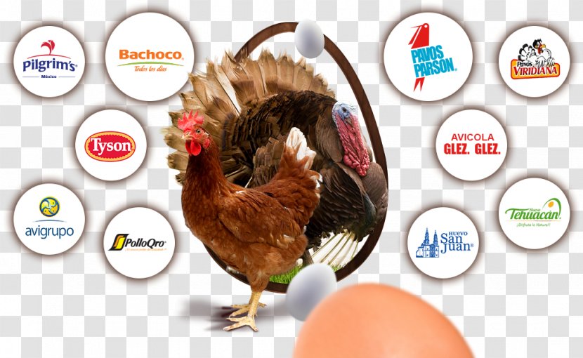 Chicken Bachoco Poultry Farming Vendor - Mexico Transparent PNG