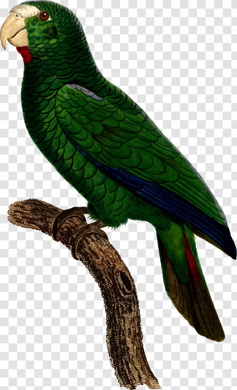 Budgerigar Parrot Bird Illustration Loriini - Royaltyfree Transparent PNG