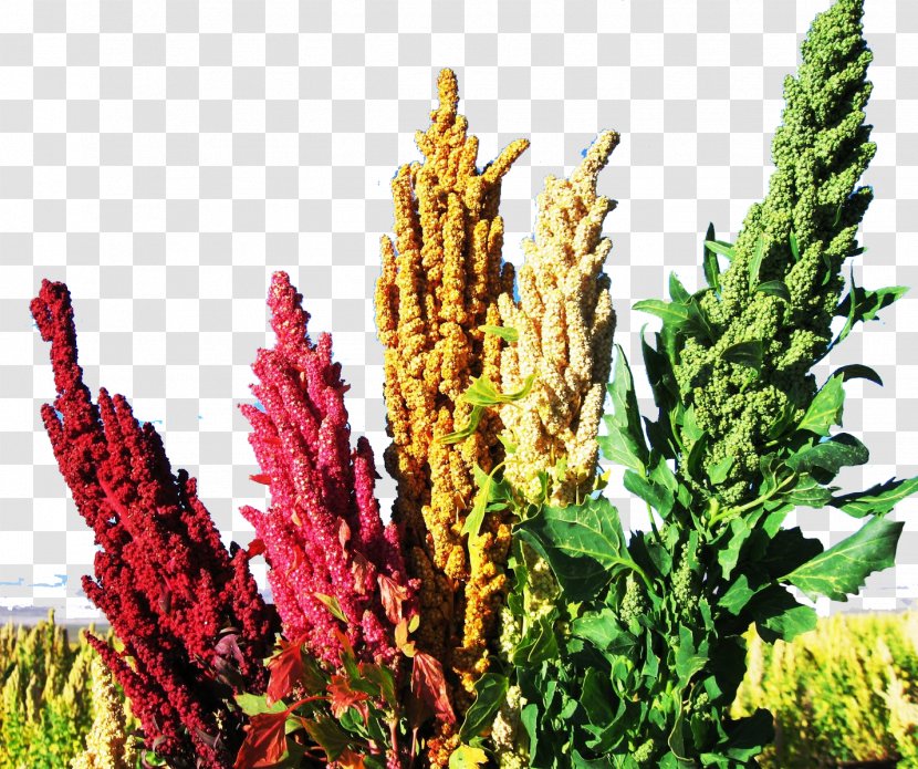 Quinoa Food Plant Seed Vegetable - Chenopodioideae Transparent PNG