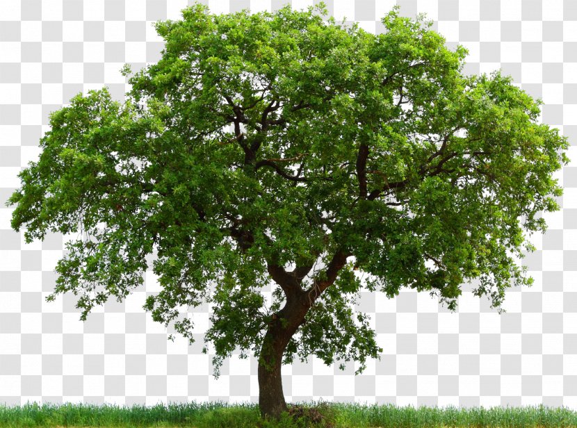 Bowthorpe Oak English White Alnus Glutinosa Tree - Trees Transparent PNG
