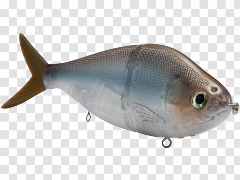 Milkfish Marine Biology Herring Oily Fish Mammal - Largemouth Bass Transparent PNG