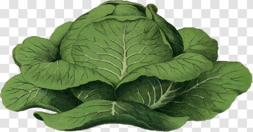 Cabbage Kohlrabi Cauliflower Broccoli Botany - Spring Greens Transparent PNG
