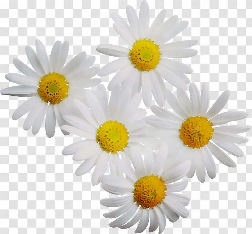 Shampoo Essential Oil Image Flower Chamomile - Cut Flowers - Yellow Transparent PNG