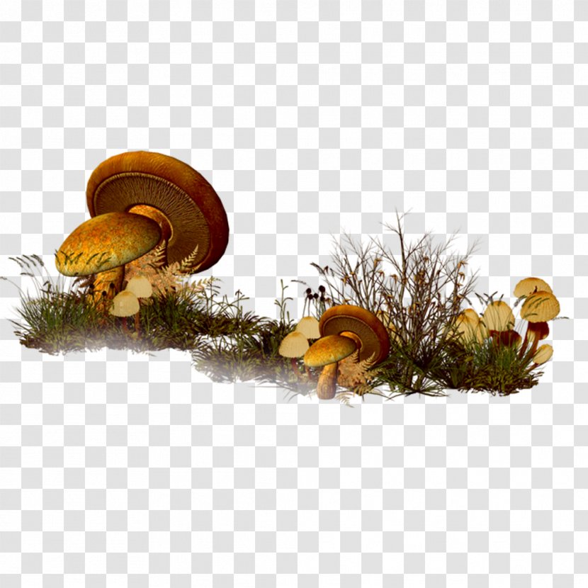 Mushroom Clip Art - Blog - Retro Meadow Mushrooms Transparent PNG