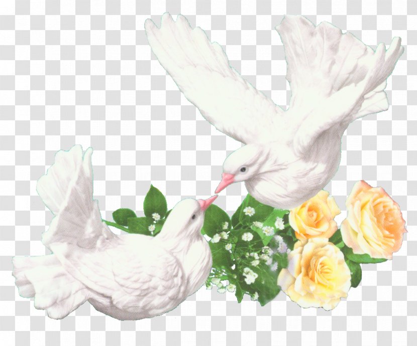 Rock Dove Bird Wedding Homing Pigeon Clip Art - Song - Free Psd Dress Transparent PNG