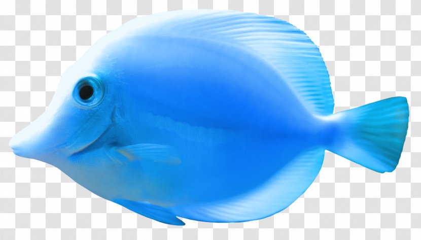 Goldfish Bluefish Clip Art - Plastic - Gallery Transparent PNG