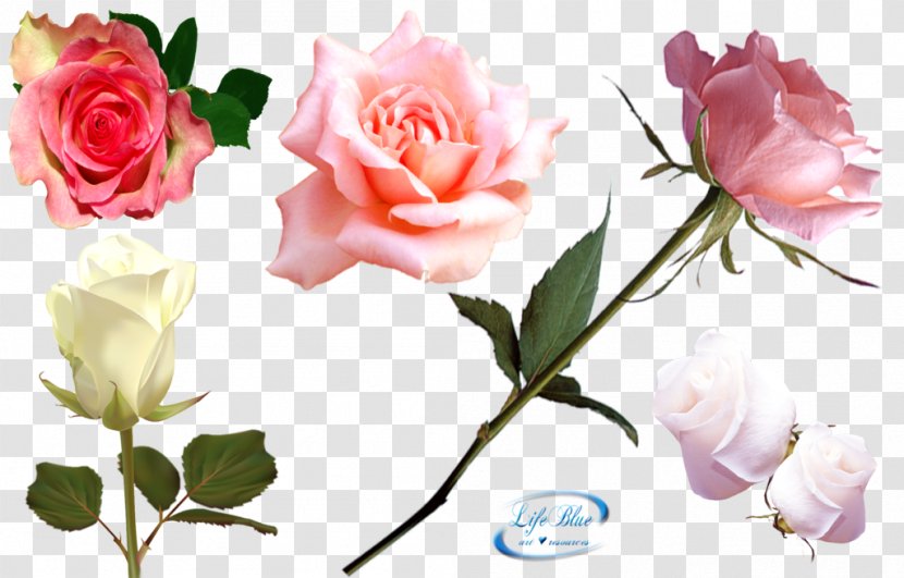 Garden Roses Cabbage Rose Cut Flowers Floribunda - Rosa Centifolia - Flower Transparent PNG