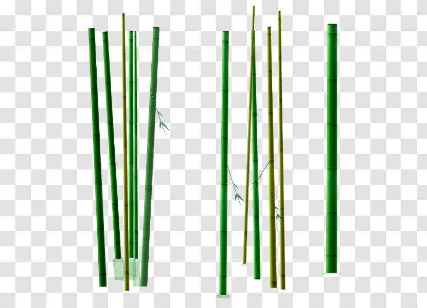 Bamboo - Plant Stem - Grass Transparent PNG