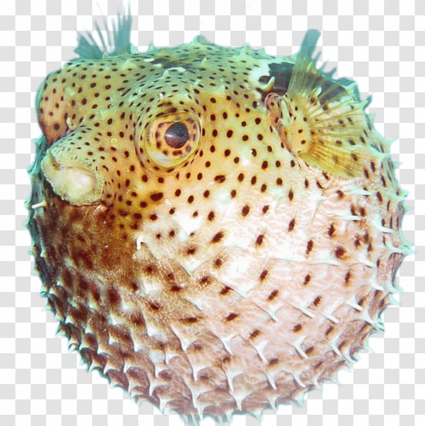 Fugu Animal Marine Biology Food Life - Group Of Fish Transparent PNG