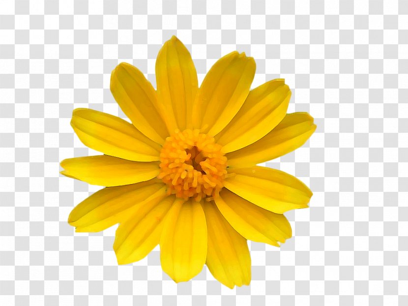 Chrysanthemum Yellow Common Daisy Flower Transvaal - Chrysanths - Wild Transparent PNG