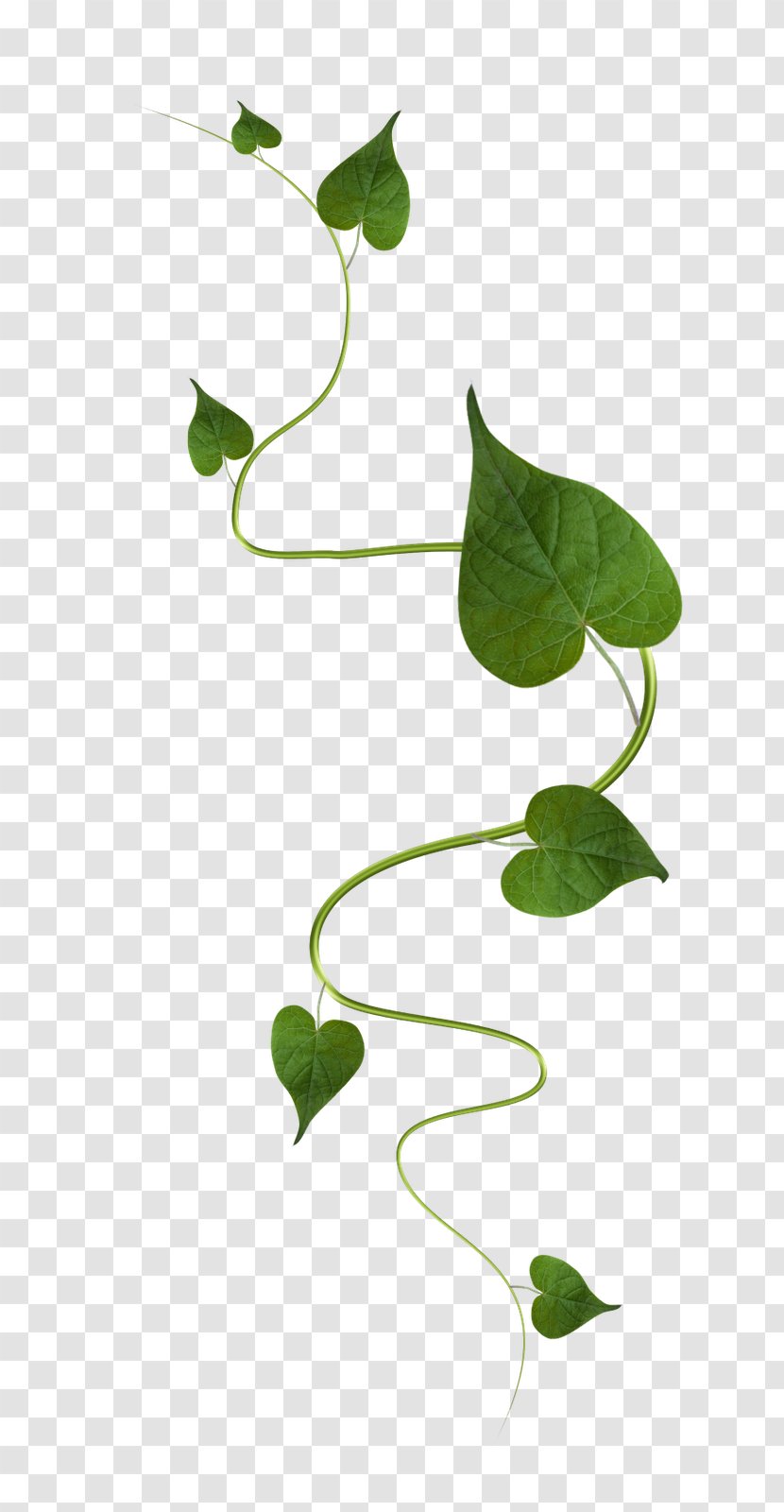 Green Leaf Vine Transparent PNG