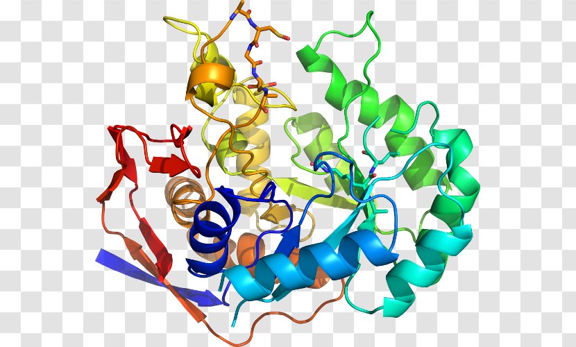 Beta-secretase 1 Amyloid Precursor Protein Secretase Protease Enzyme - Stock Photography Transparent PNG