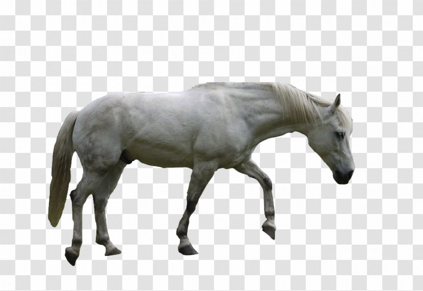 Mustang Andalusian Horse American Paint Stallion Foal - White Transparent PNG