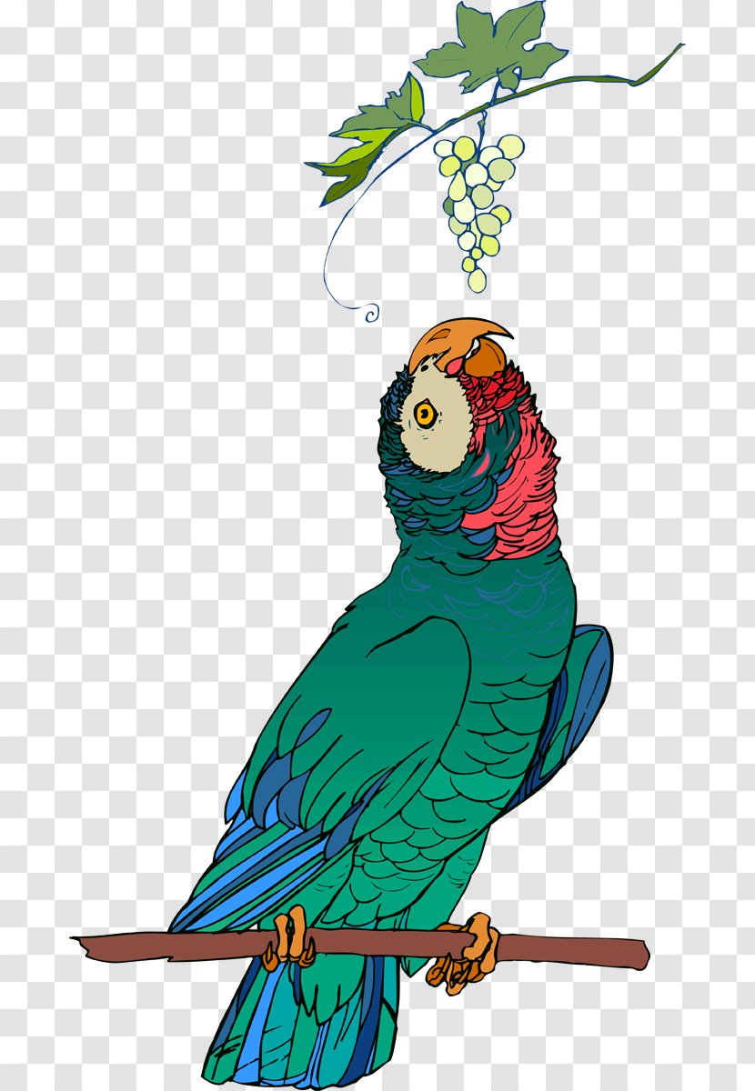 Macaw Illustration Feather Parakeet Beak - Cat Bird Transparent PNG