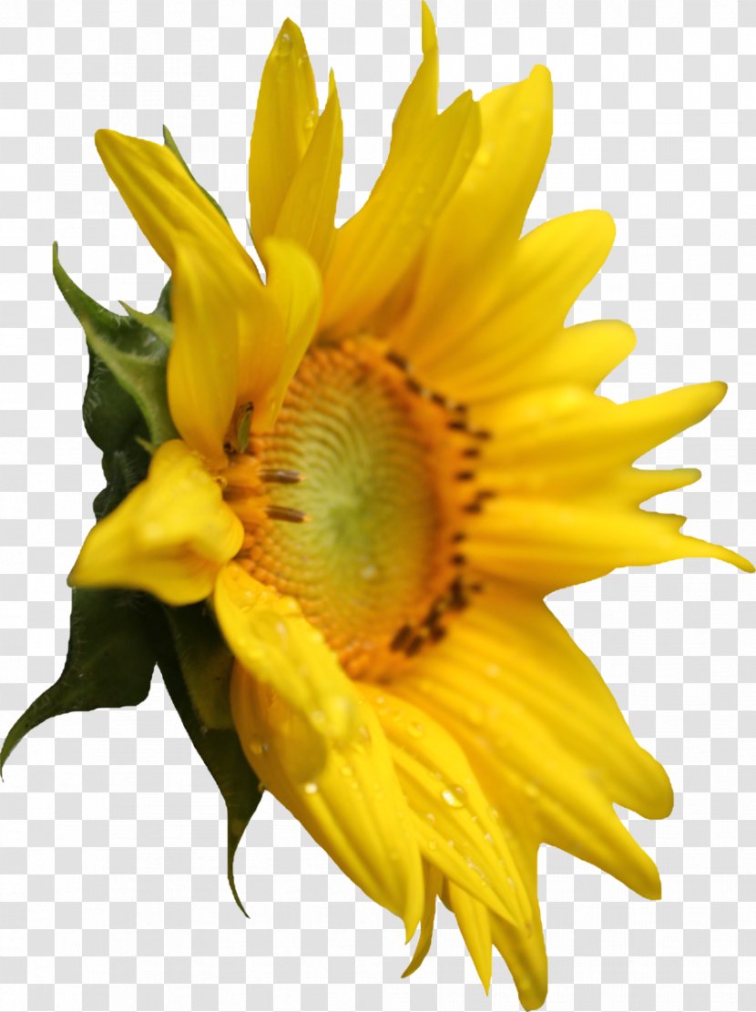 Common Sunflower Pixel - Red Transparent PNG