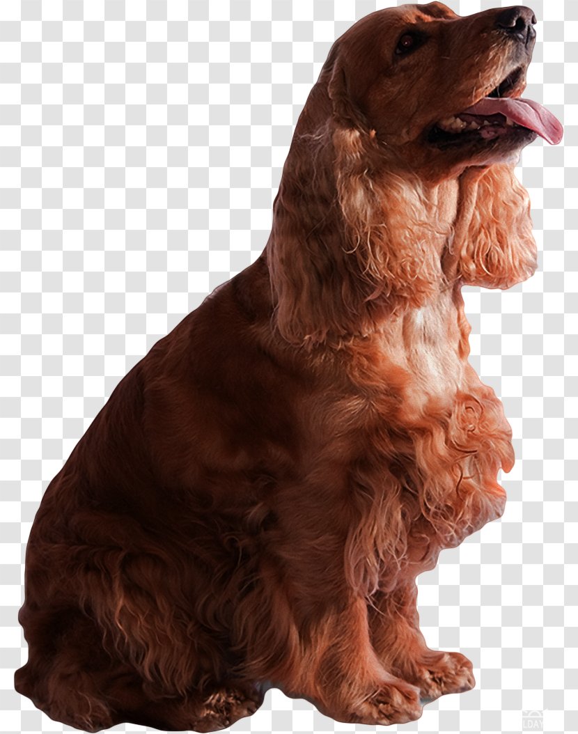 Field Spaniel American Cocker Boykin English Water - Irish Setter - Animal Collection Transparent PNG