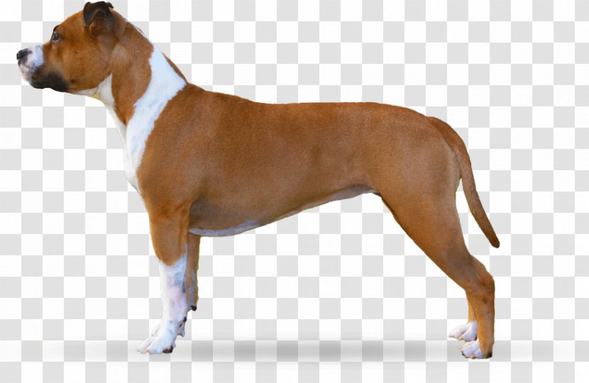 Dog Breed American Staffordshire Terrier Bull Pit - Brindle - Puppy Transparent PNG