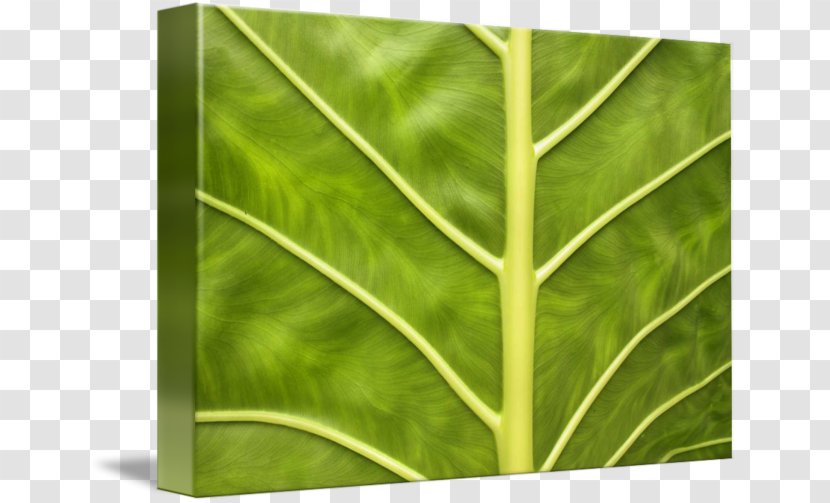 Leaf Green Plant Stem - Vein In Kind Transparent PNG