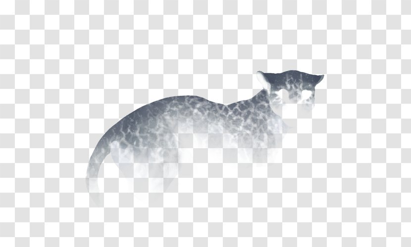 Cat Dog Whiskers Mammal Carnivora - Crackle Transparent PNG