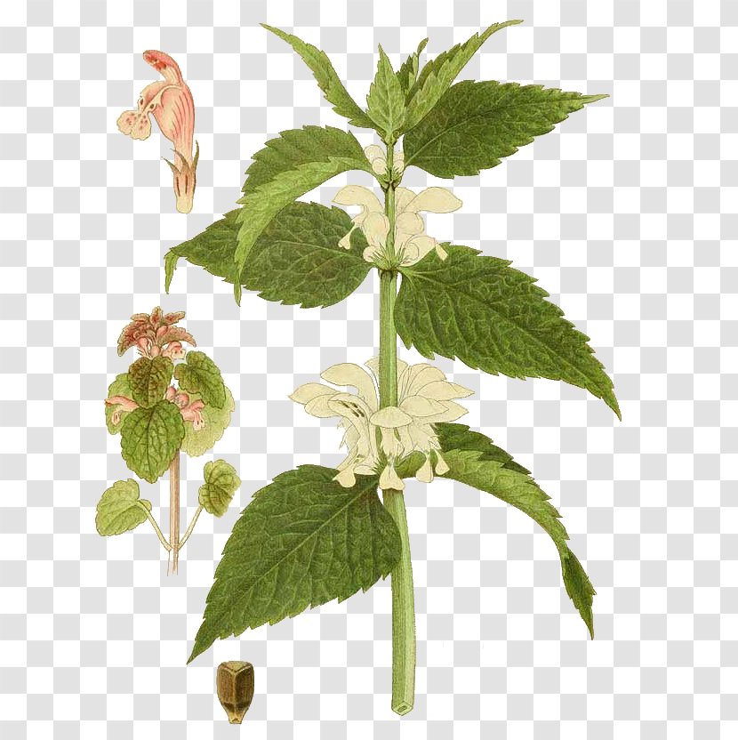 White Dead-nettle Red Deadnettle Spotted Common Nettle Mints - Botanical Illustration - Bronchial Asthma Transparent PNG