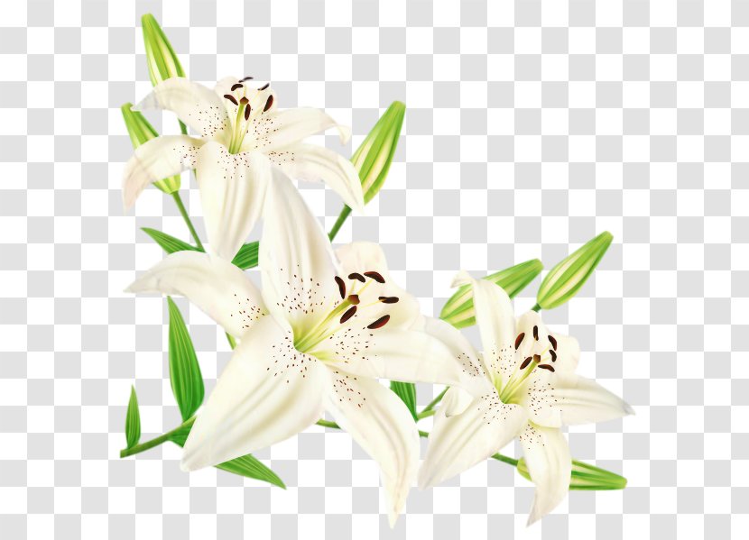 Madonna Lily Easter Flower 'Stargazer' Arum-lily - Petal - Wood Transparent PNG