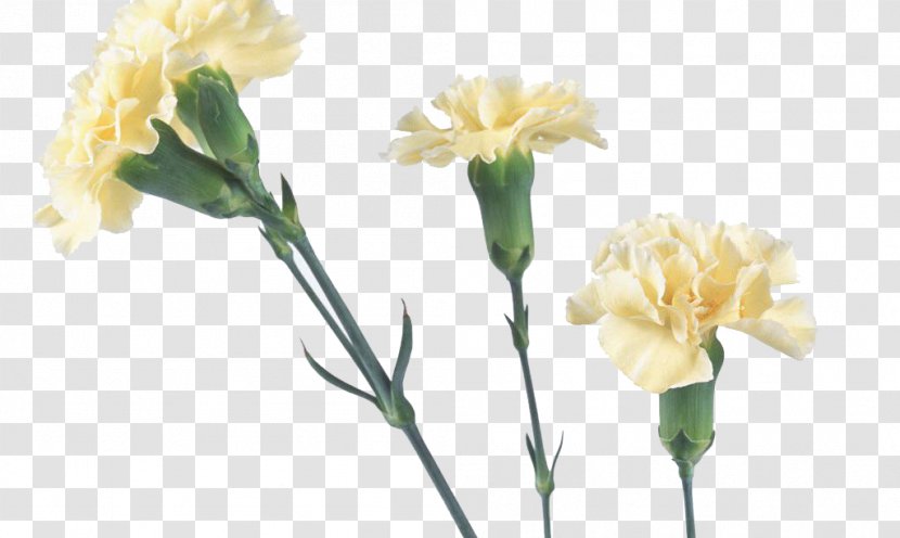 Carnation Yellow Flower Bouquet Red - Frame - Trumpet Flowers Transparent PNG