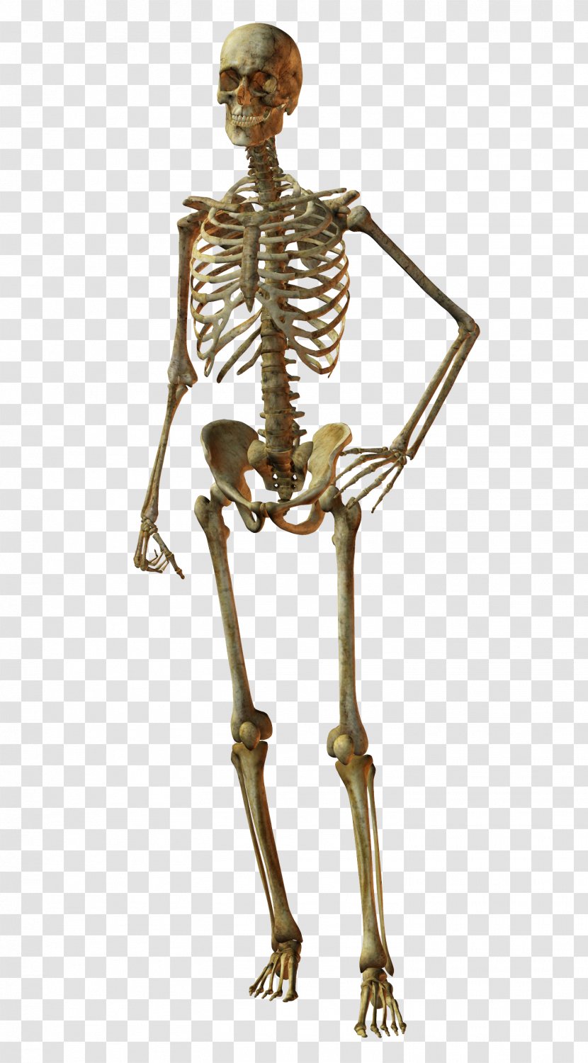 Bone Human Skeleton Skull Body - Cartoon Transparent PNG