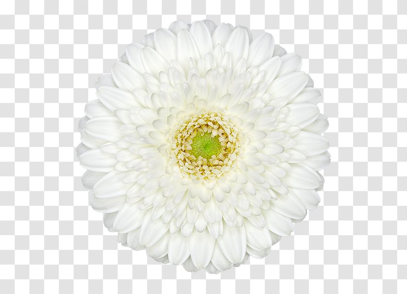 Transvaal Daisy Chrysanthemum Family Cut Flowers Carnation Transparent PNG