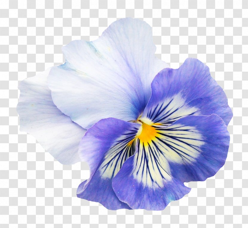 Pansy Flower Viola Pedunculata - Petal Transparent PNG