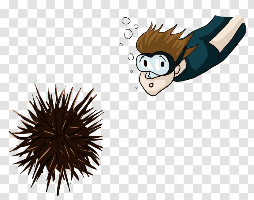 On The Training Of Shooters Knowledge Sea Urchin Drawing - Professional Transparent PNG