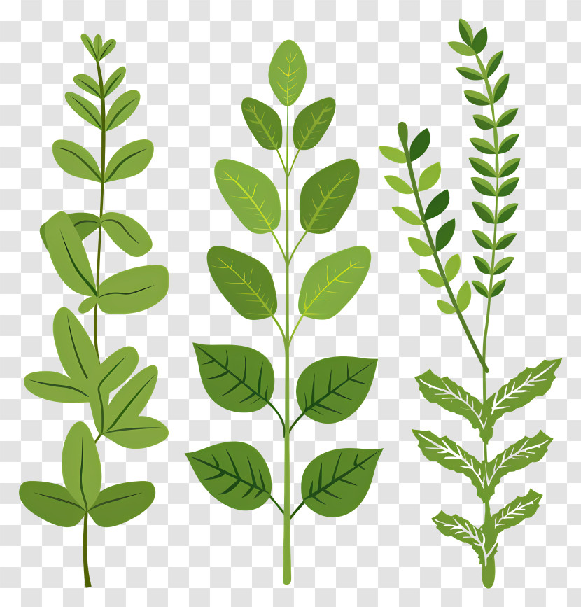 Herbal - Botanical Green Herb Illustrations Transparent PNG
