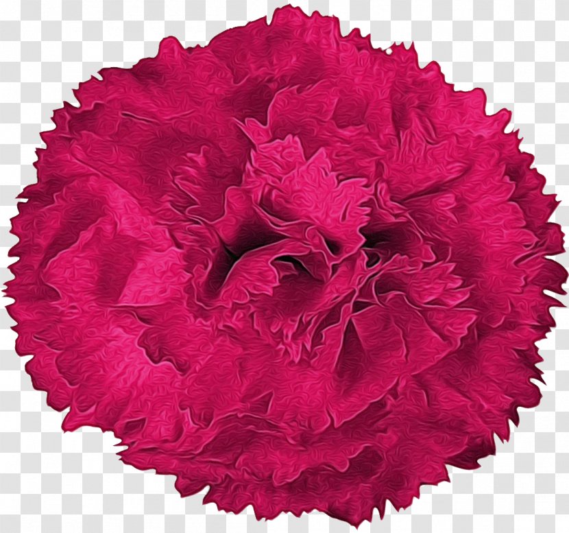 Carnation Garden Roses Cut Flowers Cutting - Rose - Tool Transparent PNG
