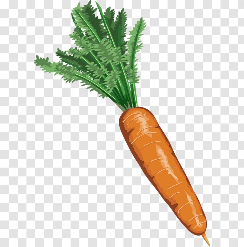 Carrot Vegetable Drawing - Cake Transparent PNG