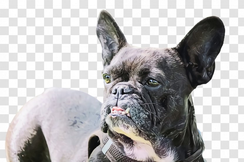 Cute Dog - Snout - Boxer Pug Transparent PNG