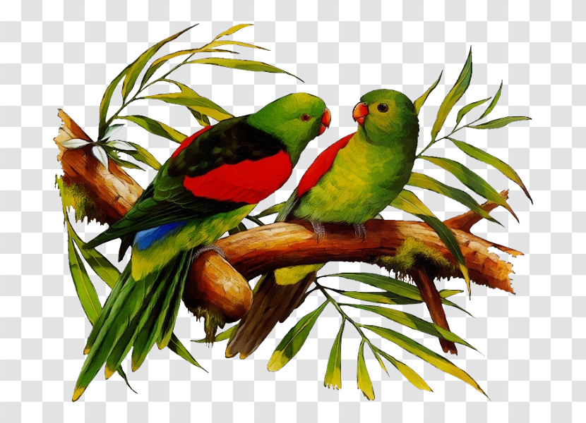 Lovebird Transparent PNG